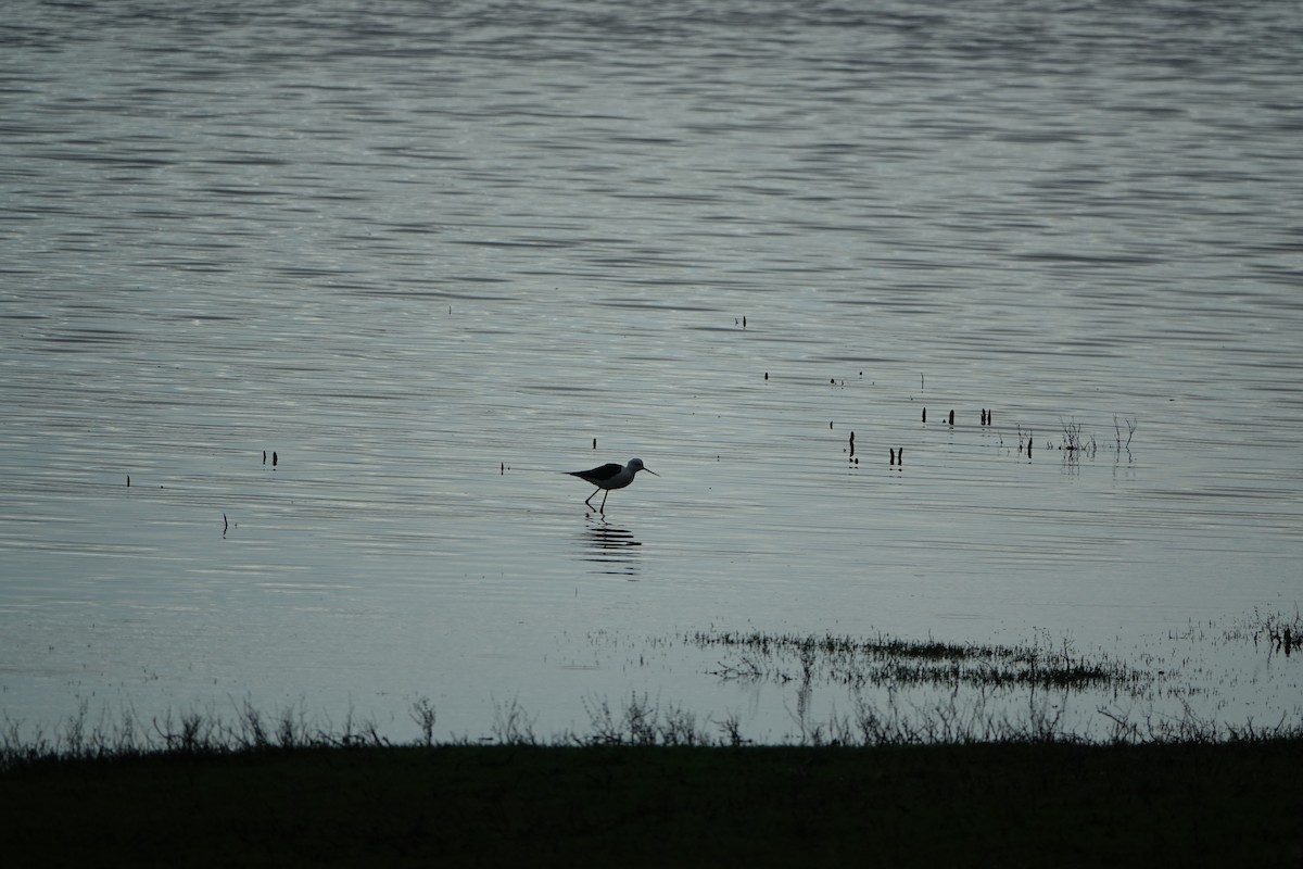 Black-winged Stilt - ML647277202