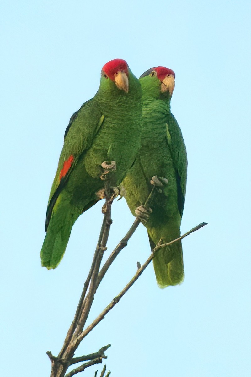 Red-crowned Amazon - ML647277206