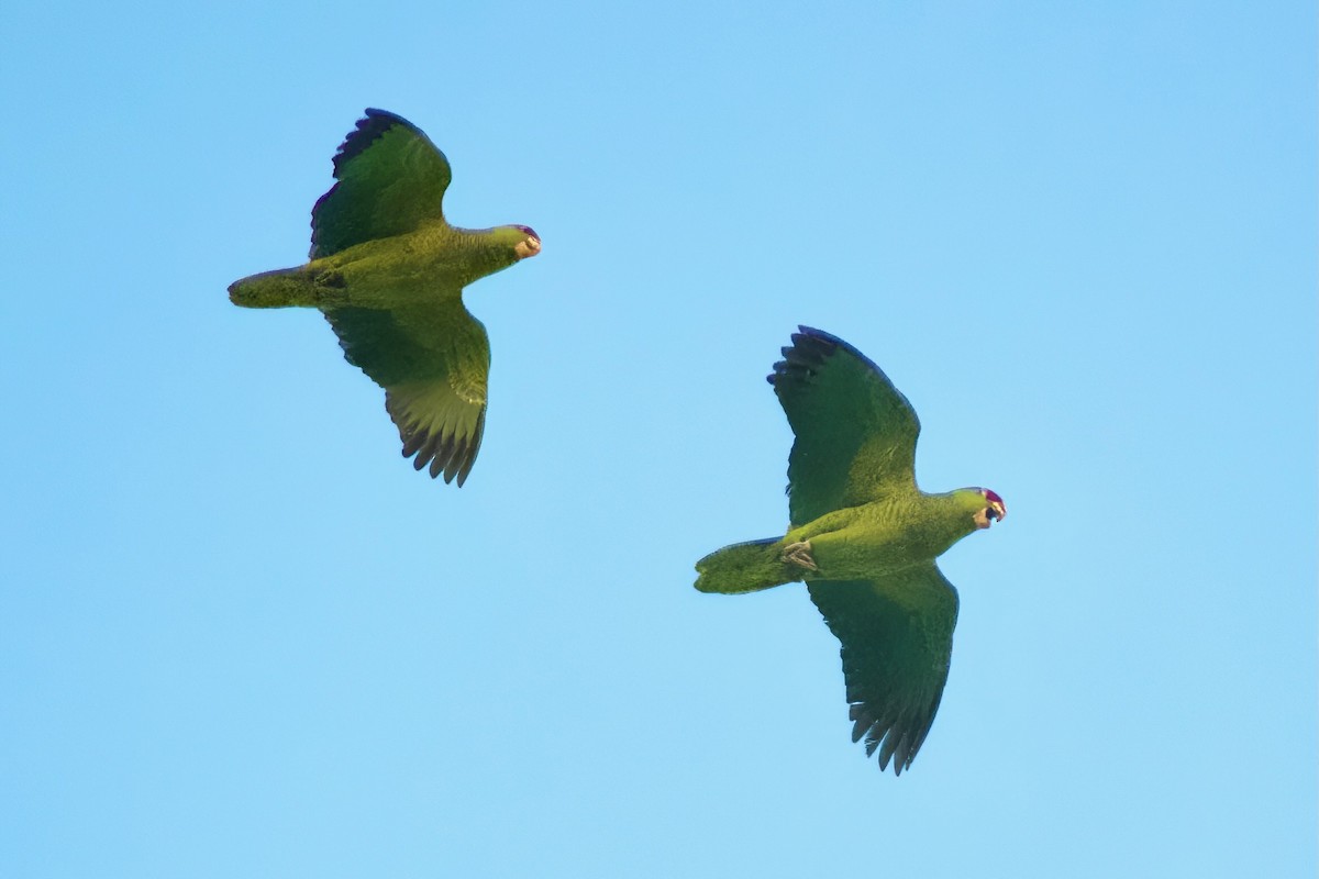 Red-crowned Amazon - ML647277207