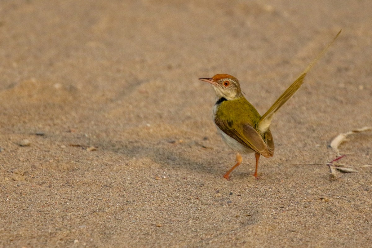 Terzikuşu - ML647277214