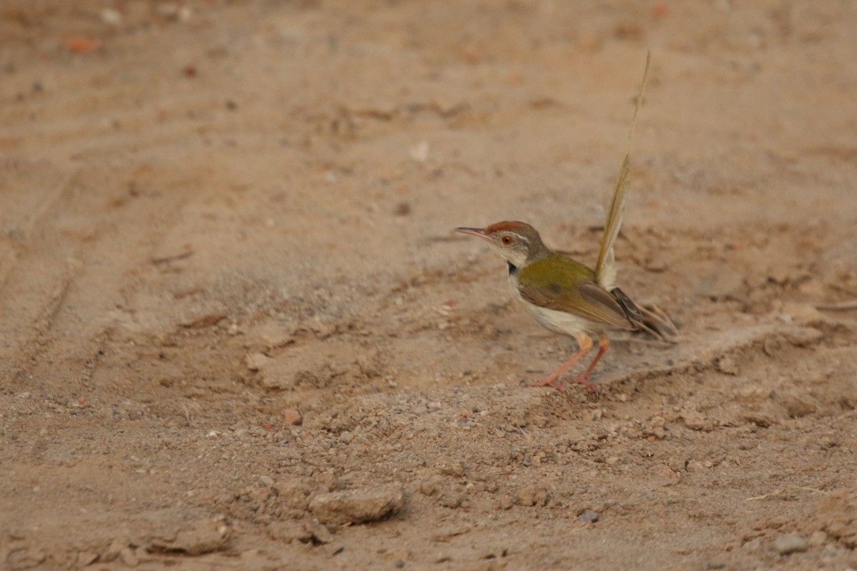 Terzikuşu - ML647277215