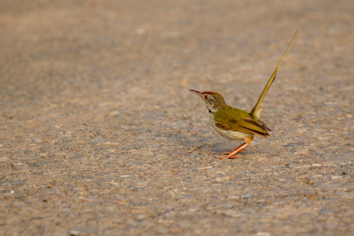 Terzikuşu - ML647277216