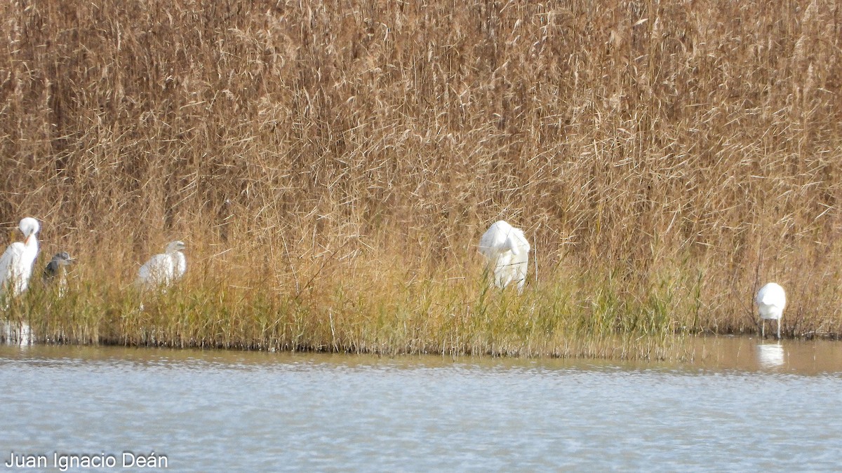 Чапля велика - ML647277219