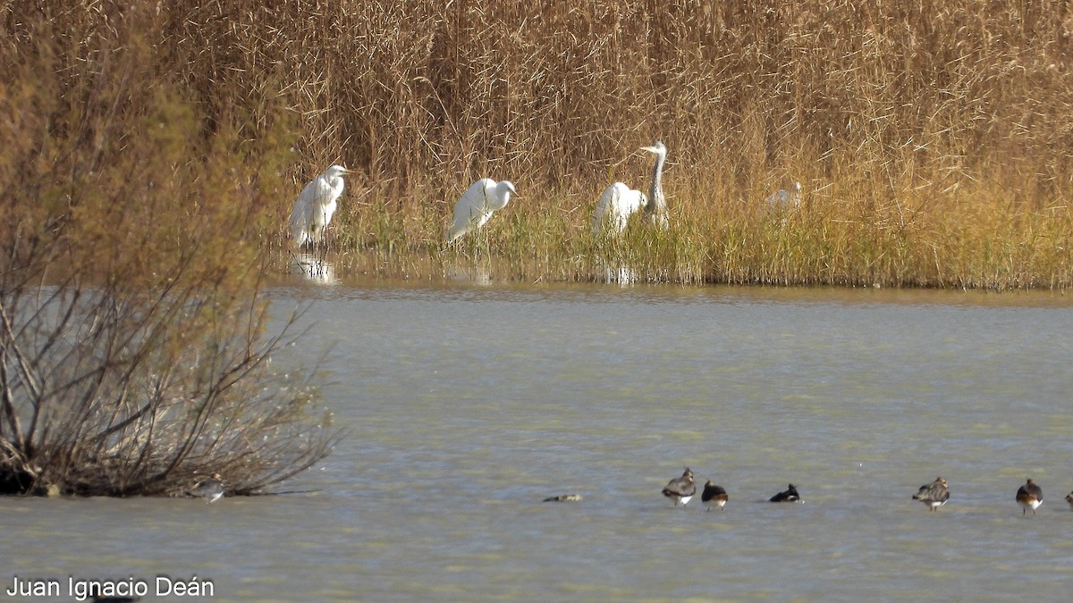 Чапля велика - ML647277220
