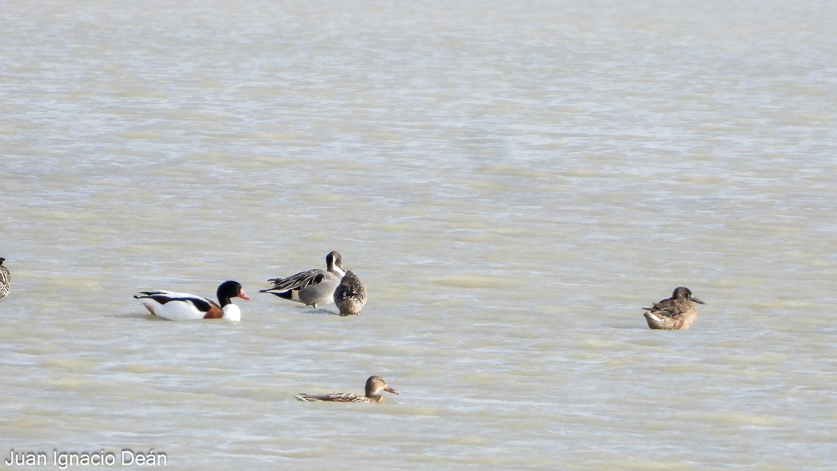 Шилохвіст північний - ML647277224