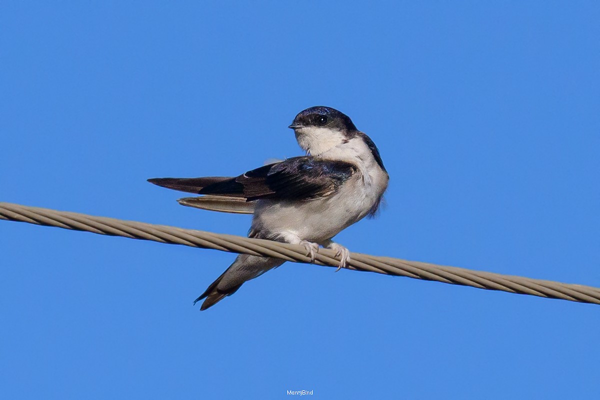 Хүрээний хараацай - ML647277227