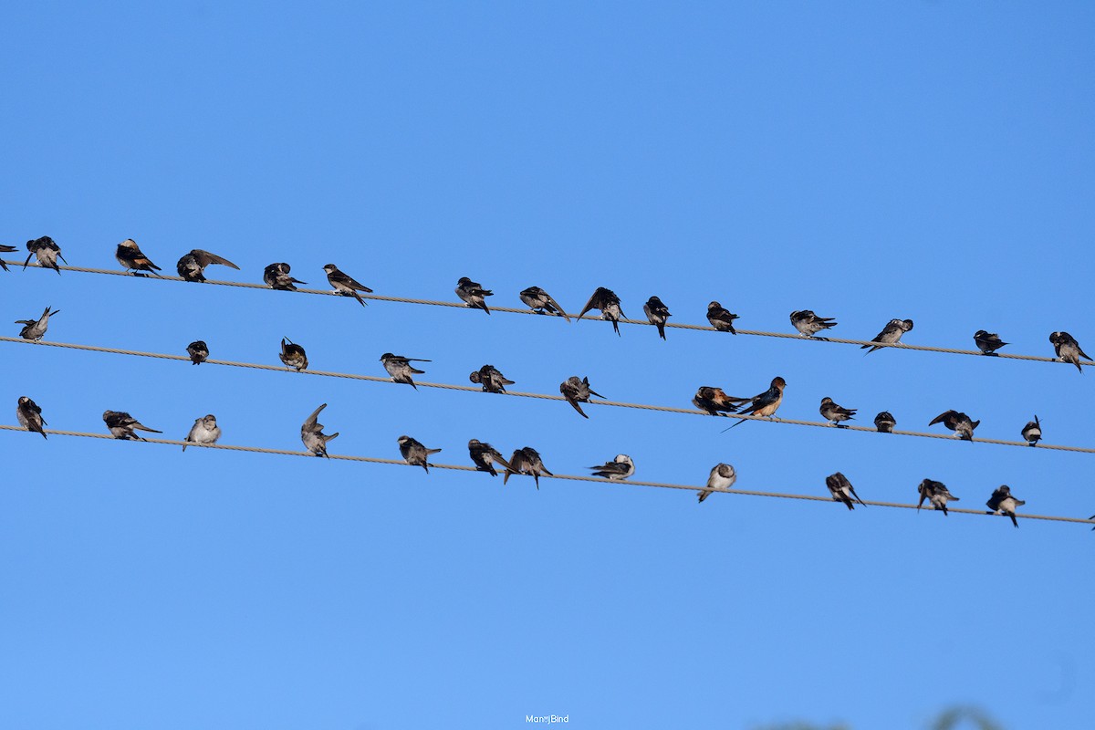 Хүрээний хараацай - ML647277228