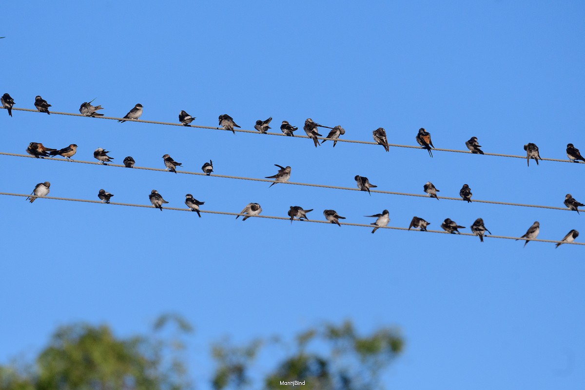 Хүрээний хараацай - ML647277229