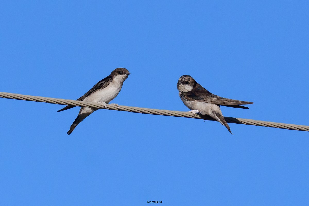 Хүрээний хараацай - ML647277230