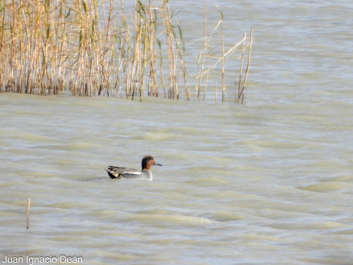 Чирянка мала - ML647277233