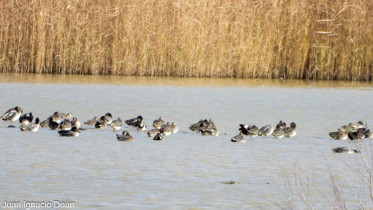 Чирянка мала - ML647277234