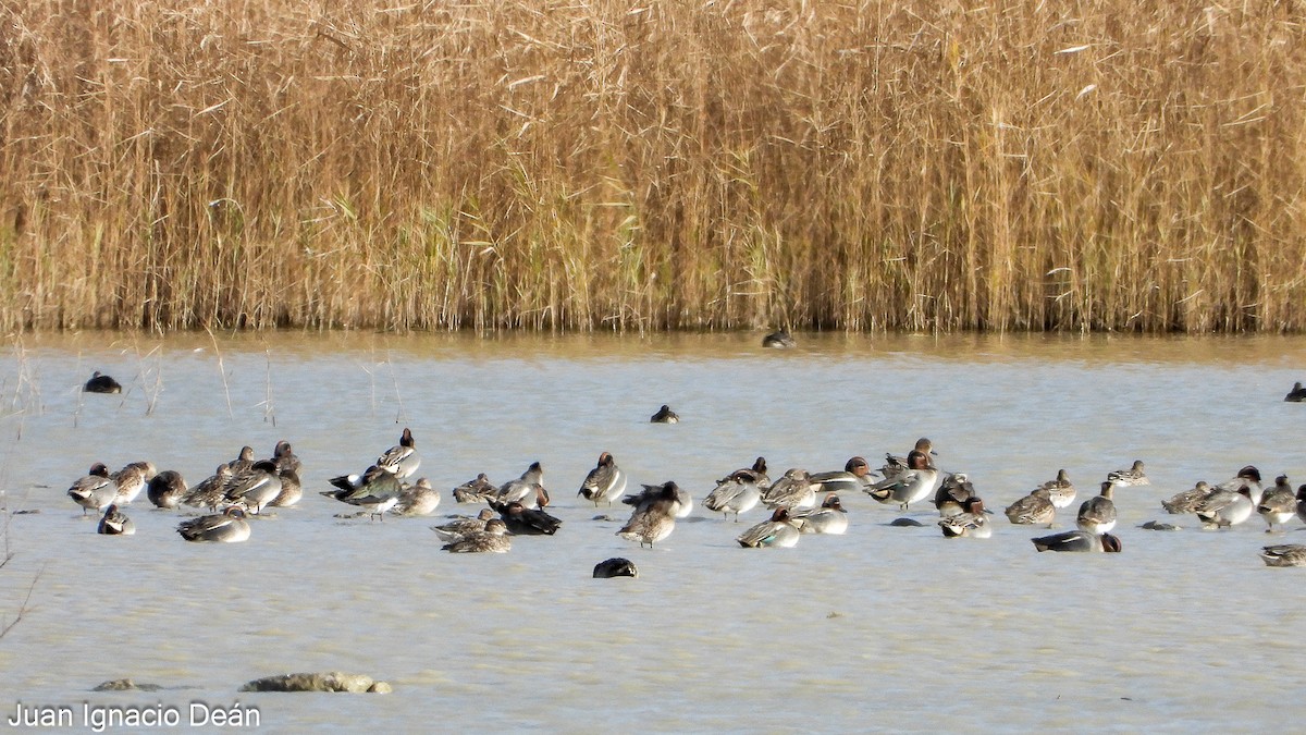 Чирянка мала - ML647277235