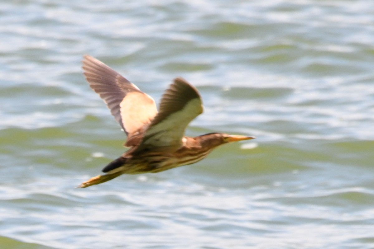 אנפית גמדית - ML647277236