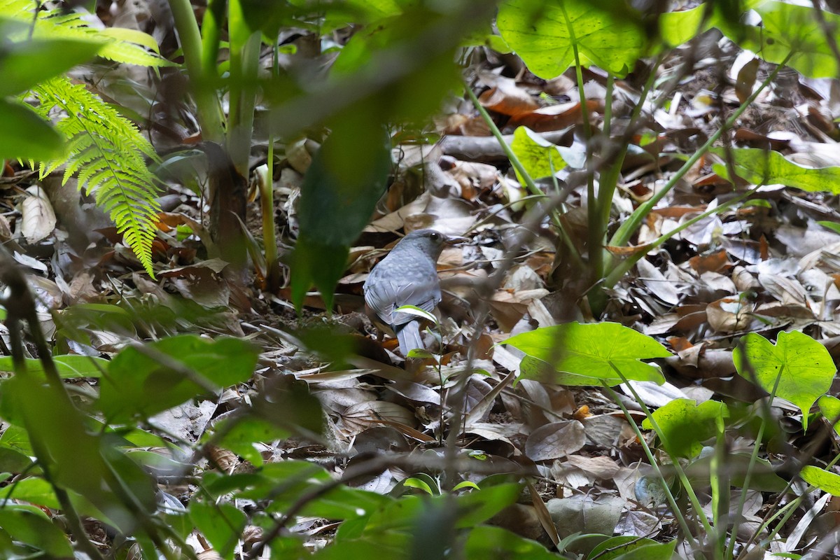 Gray-backed Thrush - ML647277239