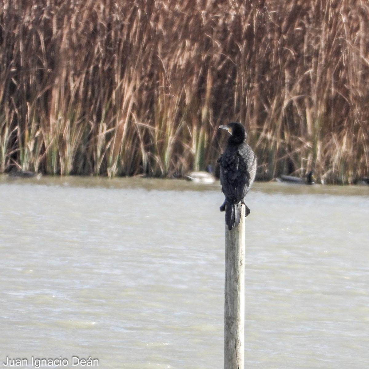 Баклан великий - ML647277240