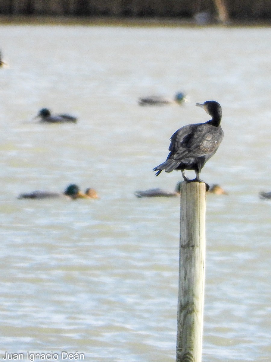 Баклан великий - ML647277241