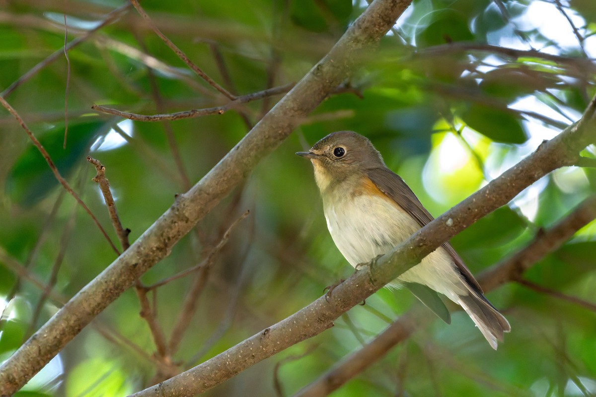 Red-flanked Bluetail - ML647277243