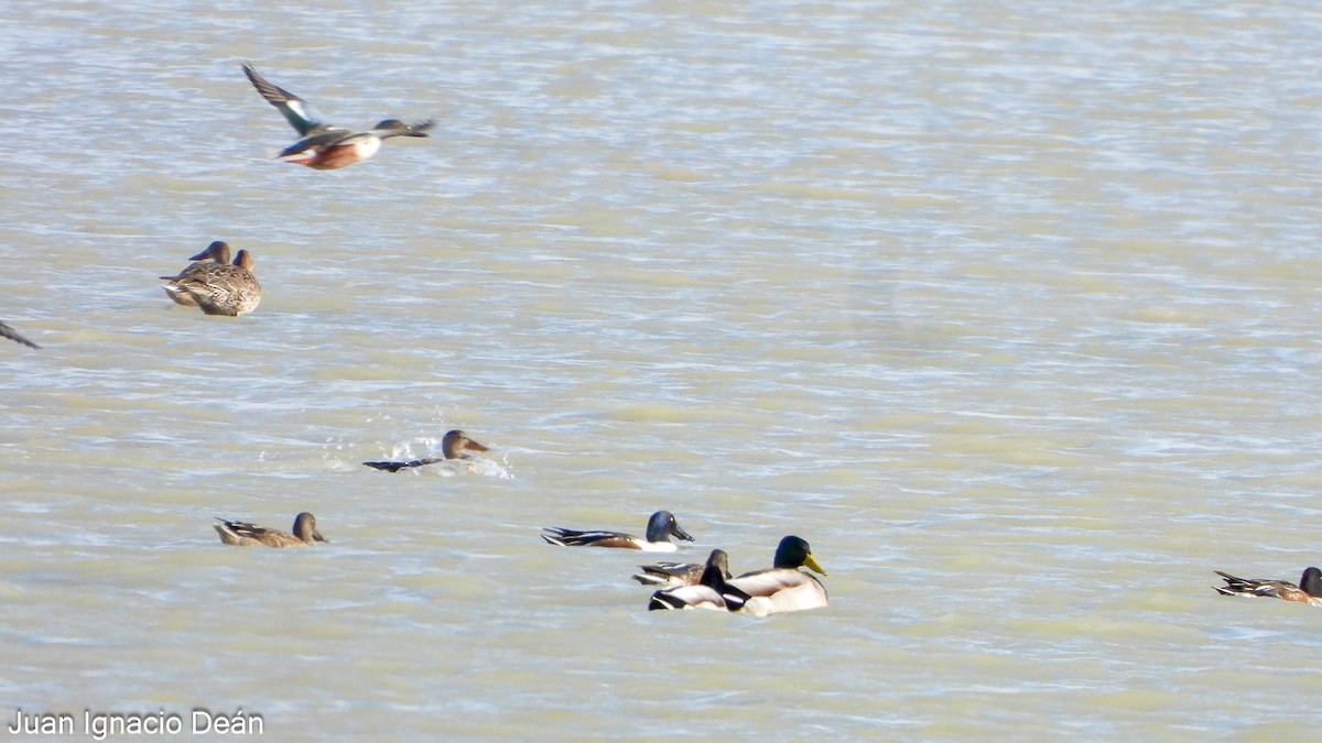 Крижень звичайний - ML647277249