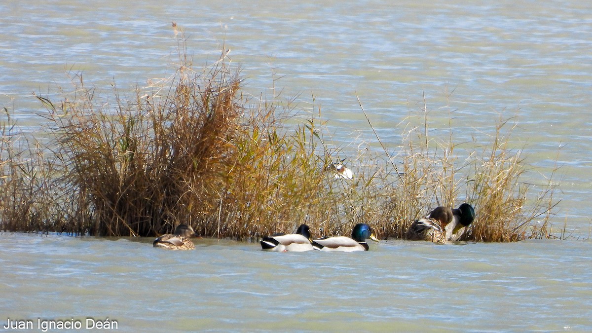 Крижень звичайний - ML647277250