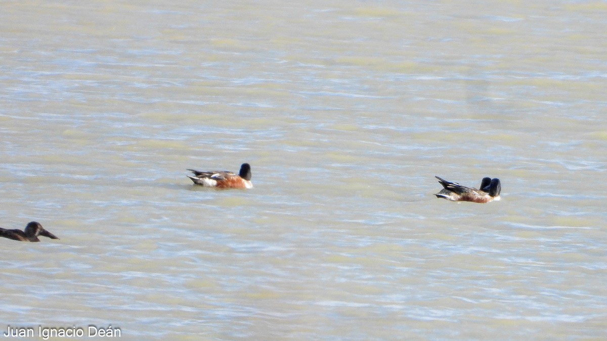 Широконіска північна - ML647277256