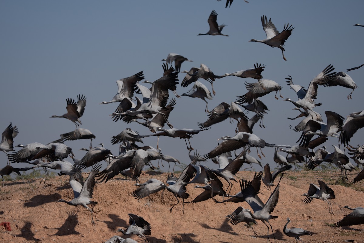 Demoiselle Crane - ML647277257