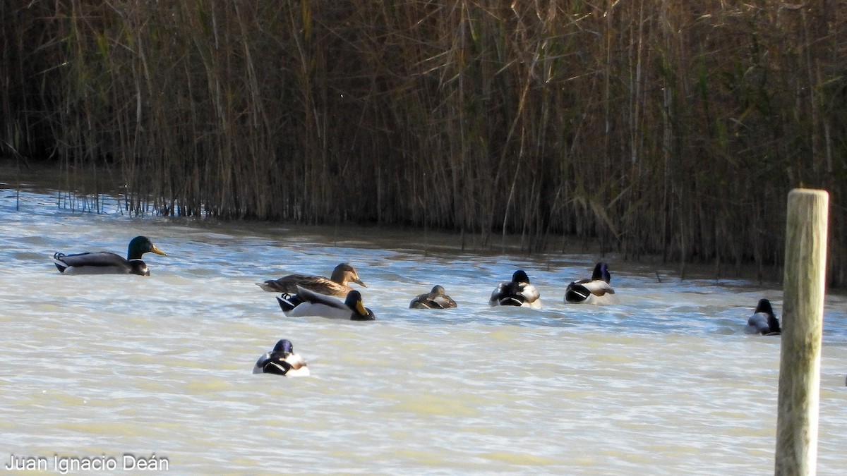 Крижень звичайний - ML647277258