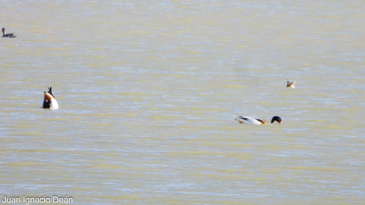 Галагаз євразійський - ML647277260