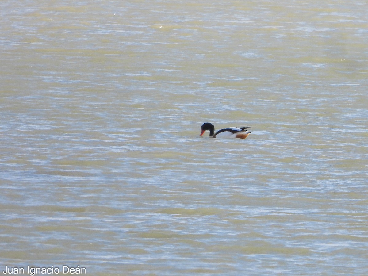 Галагаз євразійський - ML647277261