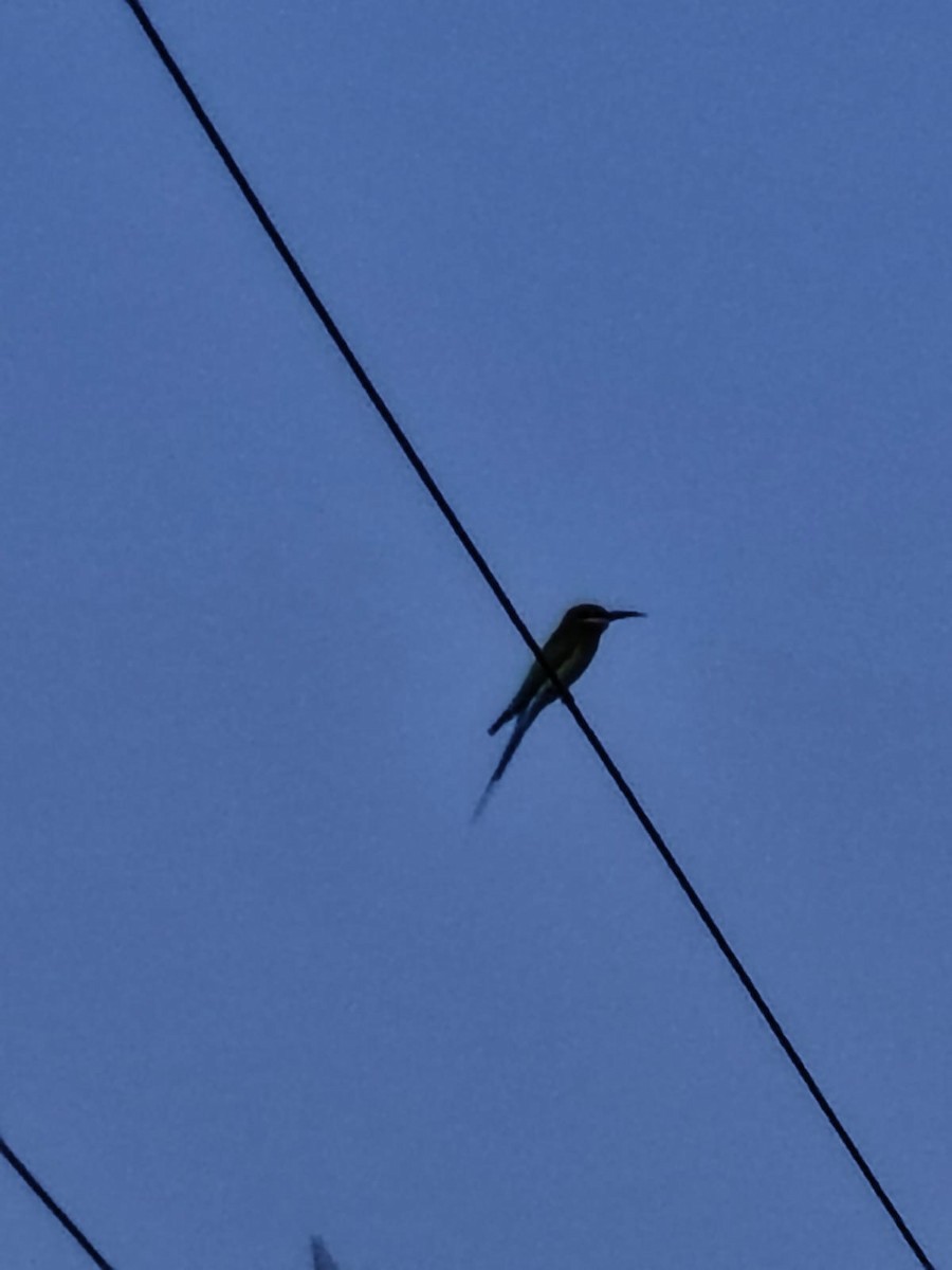 Blue-tailed Bee-eater - ML647277263