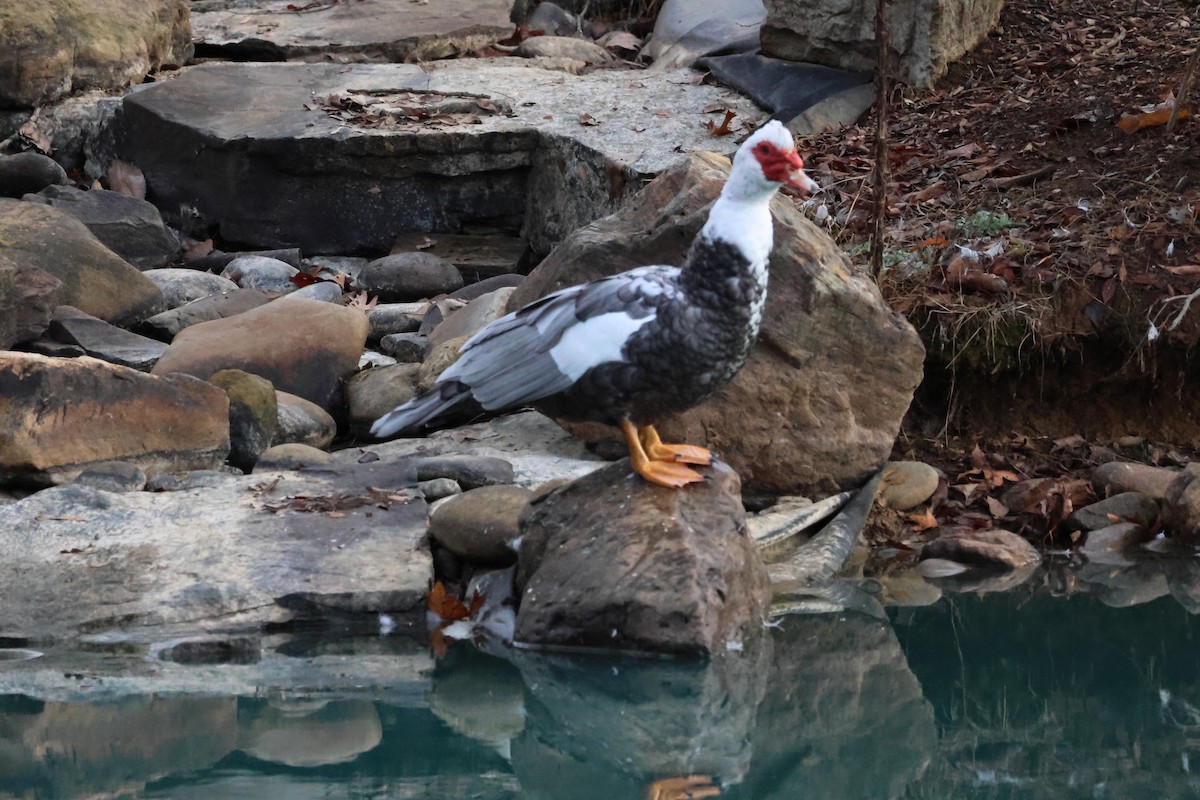 Muscovy Duck (Domestic type) - ML647277264