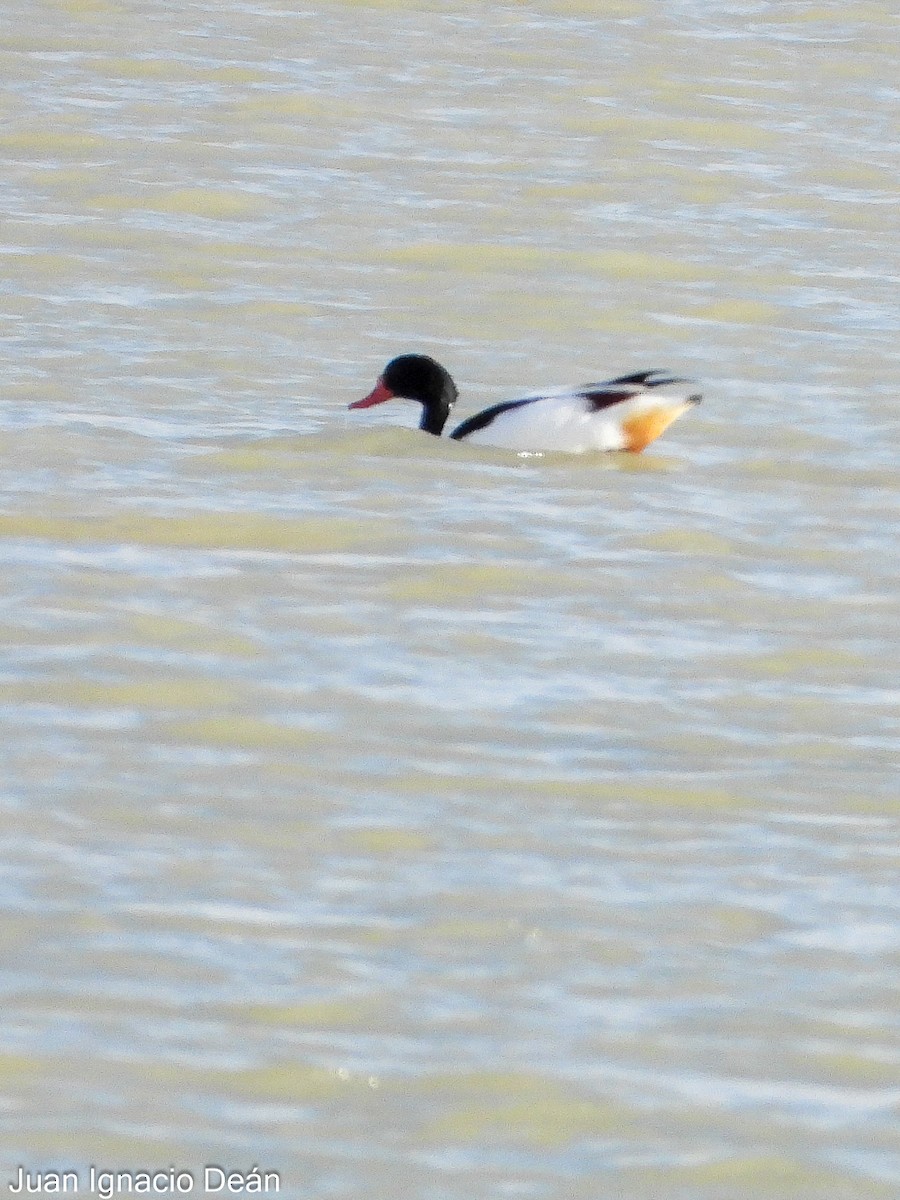 Галагаз євразійський - ML647277265