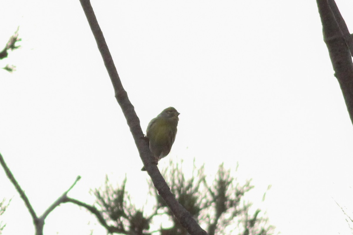 Txirriskila arrunta - ML647277268