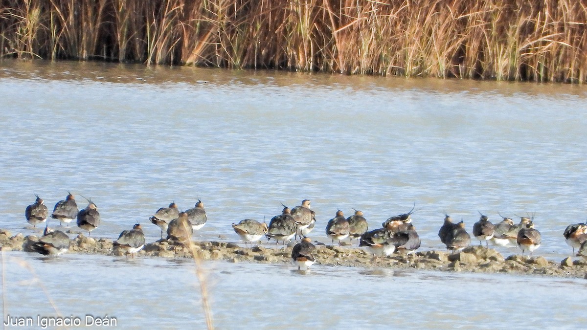 Чайка чубата - ML647277272