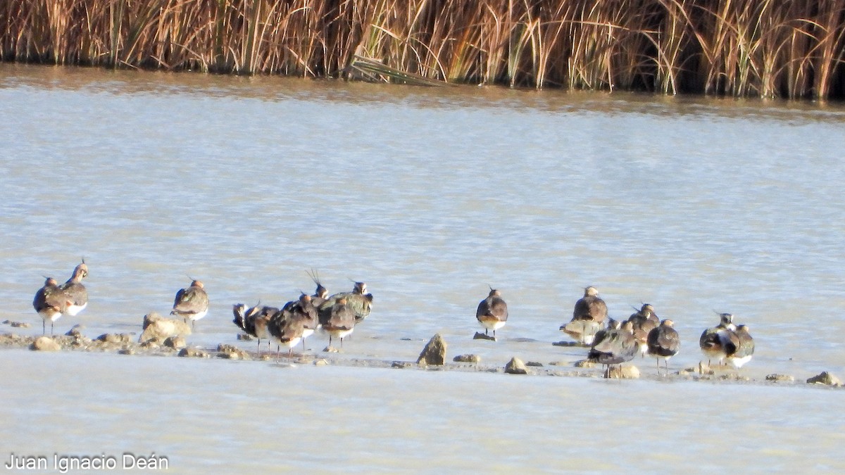 Чайка чубата - ML647277273