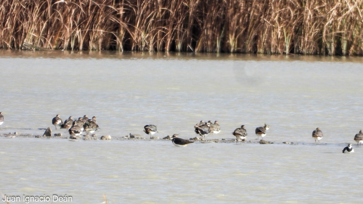 Чайка чубата - ML647277274