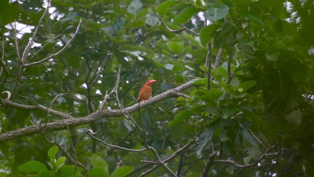 Альціон вогнистий - ML647277275