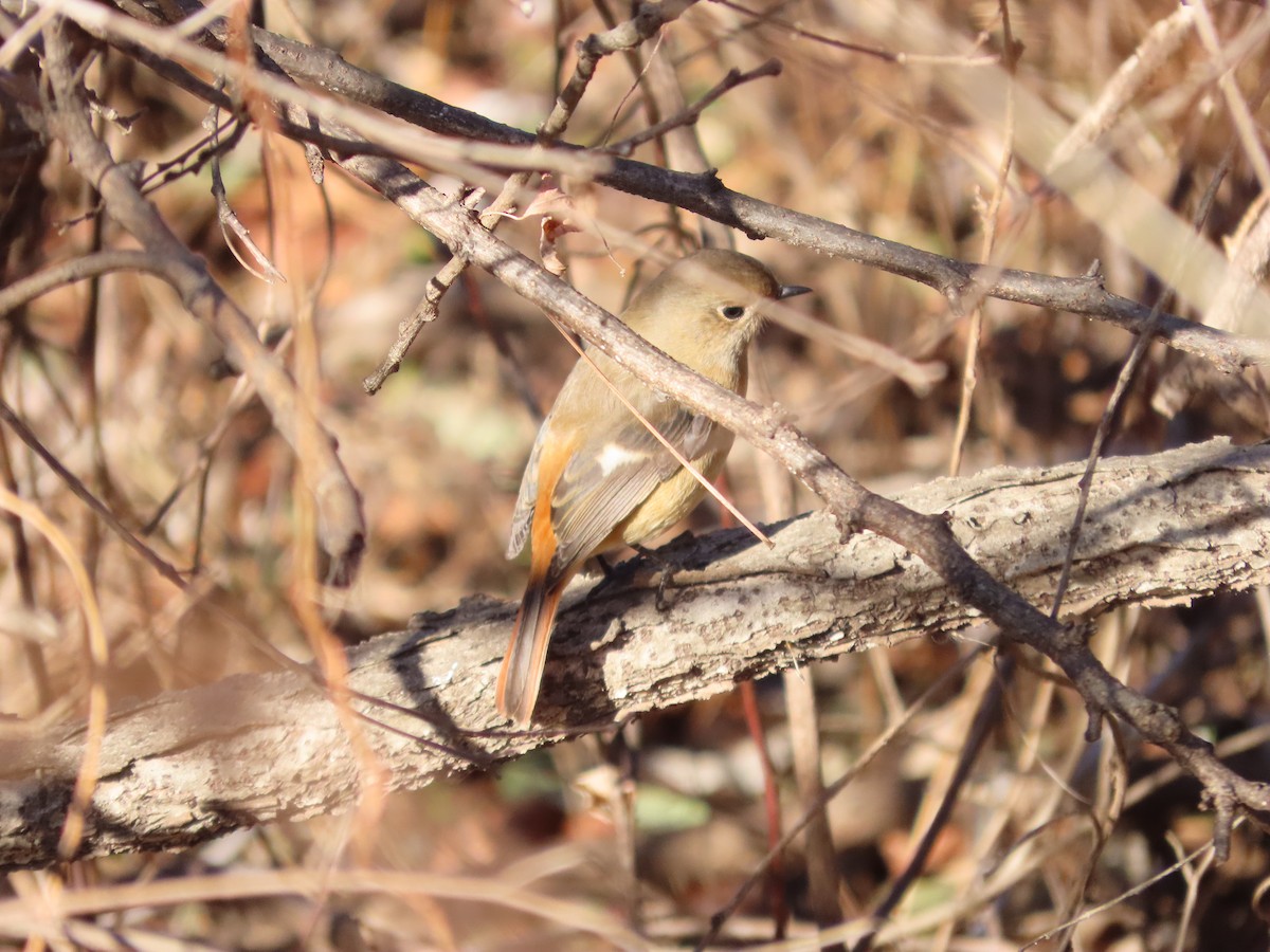 Daurian Redstart - ML647277285