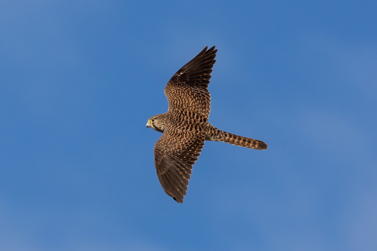 Eurasian Kestrel - ML647277286