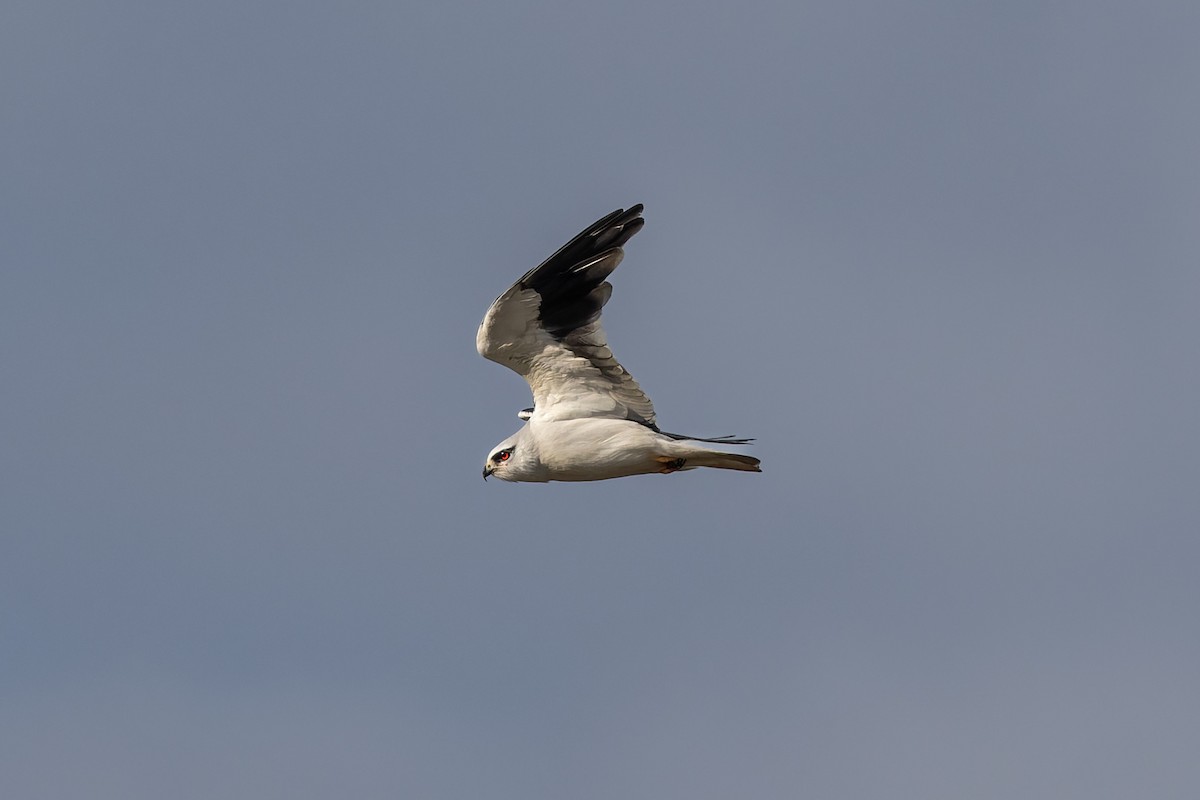 Black-winged Kite - ML647277287