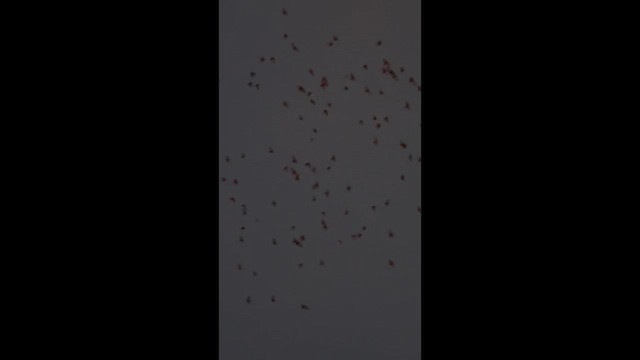 Галка звичайна - ML647277288