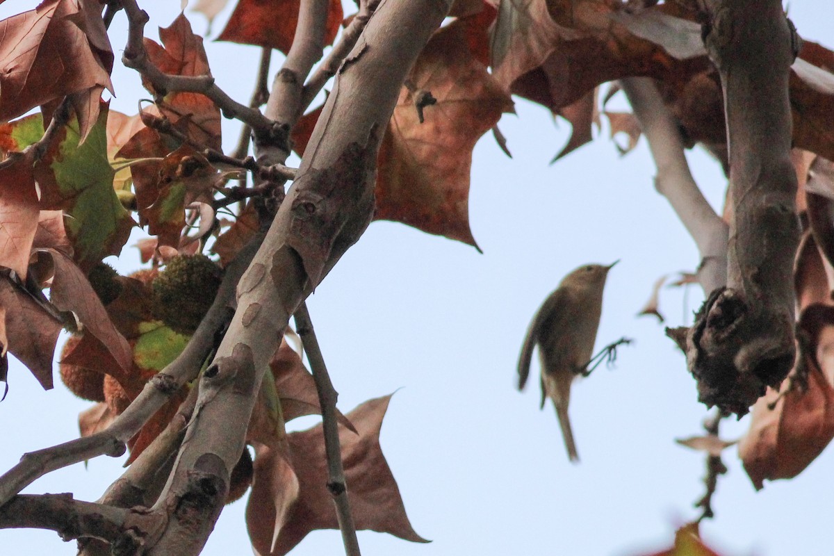 Common Chiffchaff - ML647277290