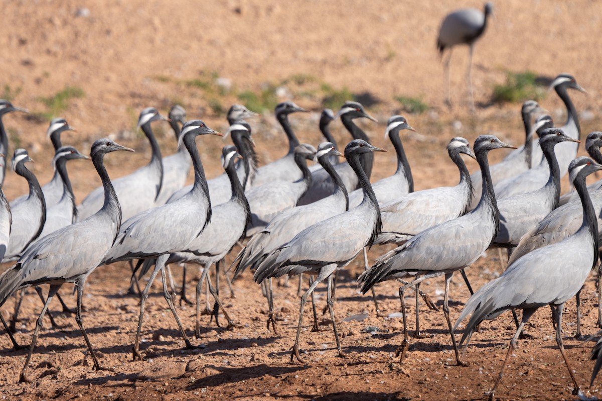 Demoiselle Crane - ML647277292