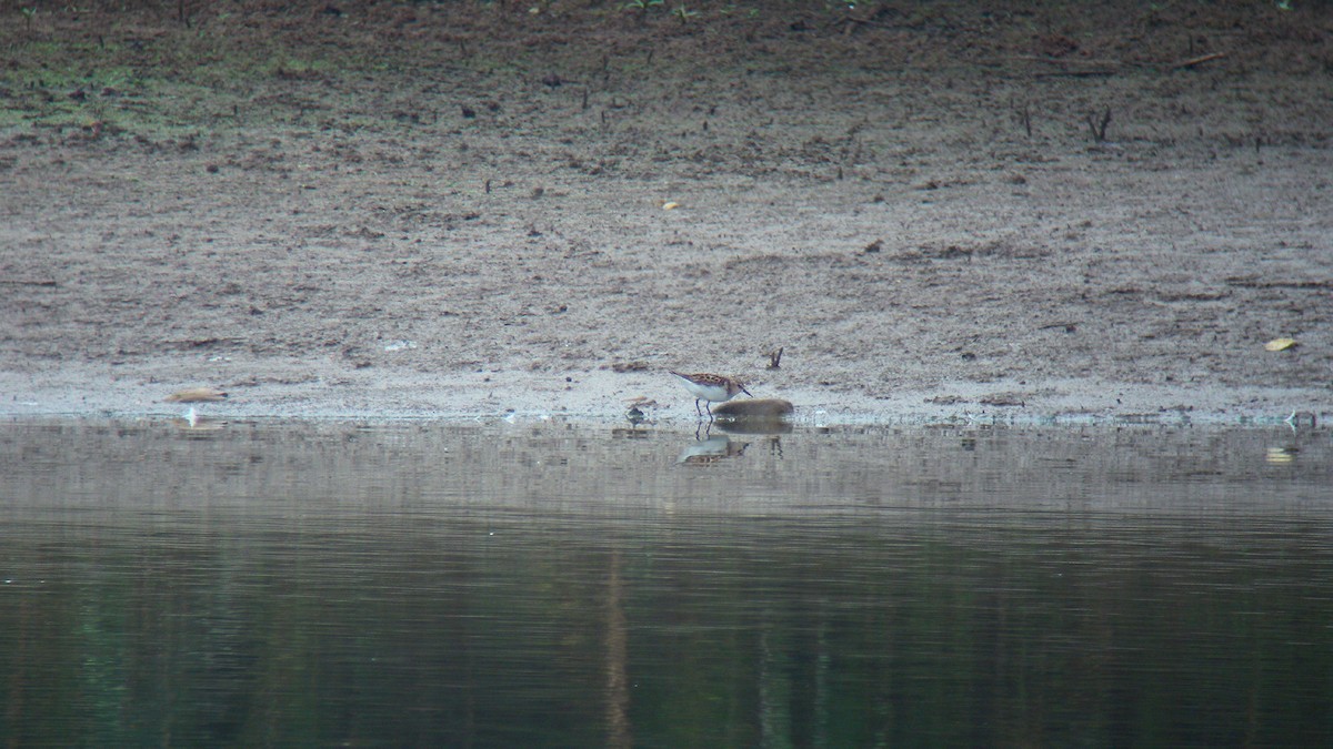 Одой элсэг - ML647277294