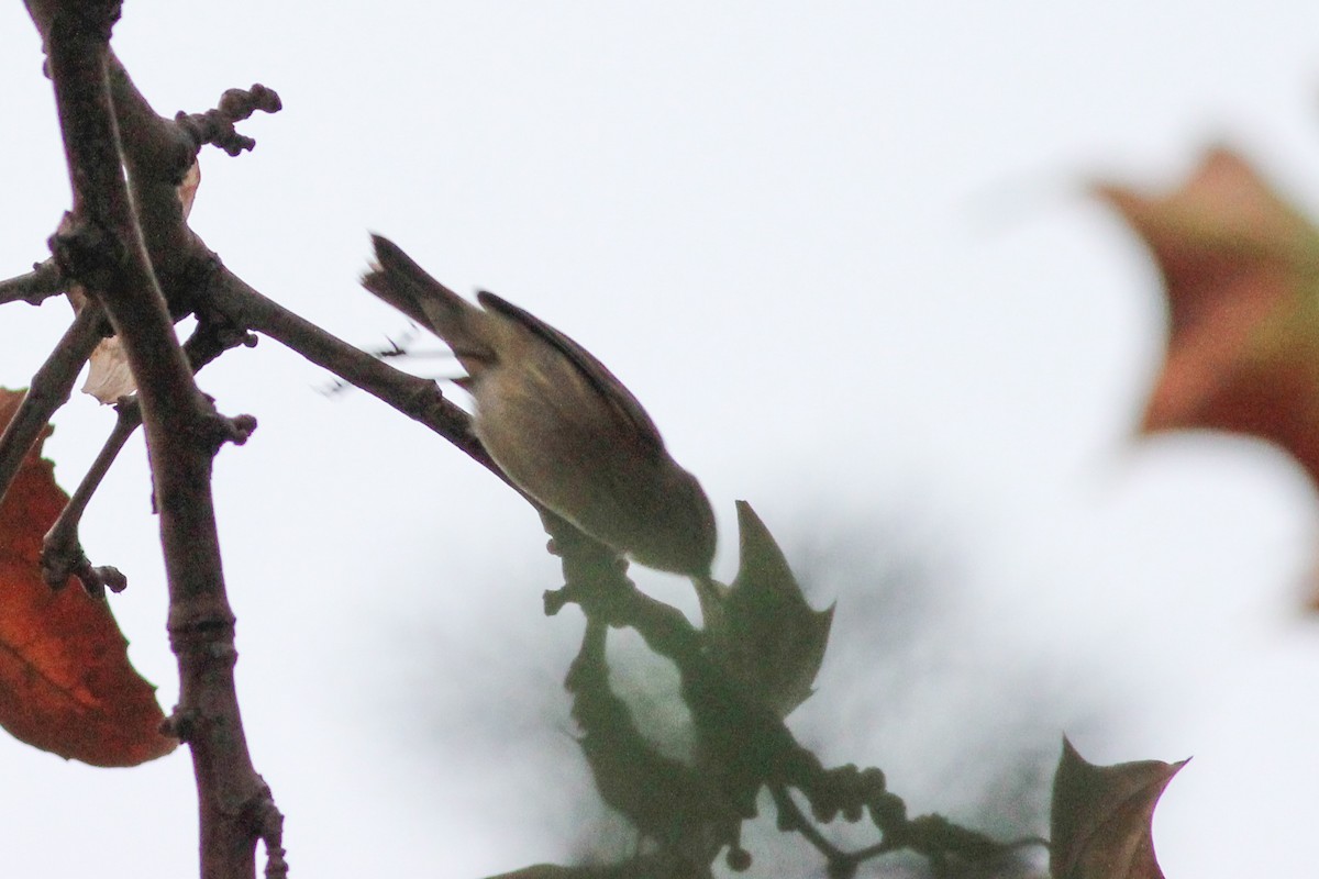 Common Chiffchaff - ML647277295