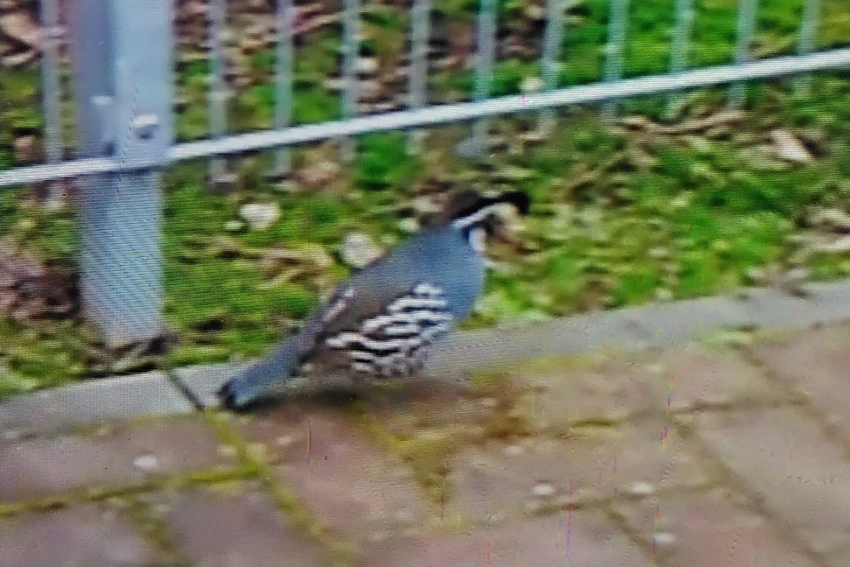 שליו קליפורני - ML647277296