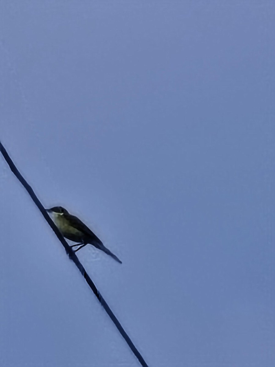 Eastern Yellow Wagtail - ML647277297