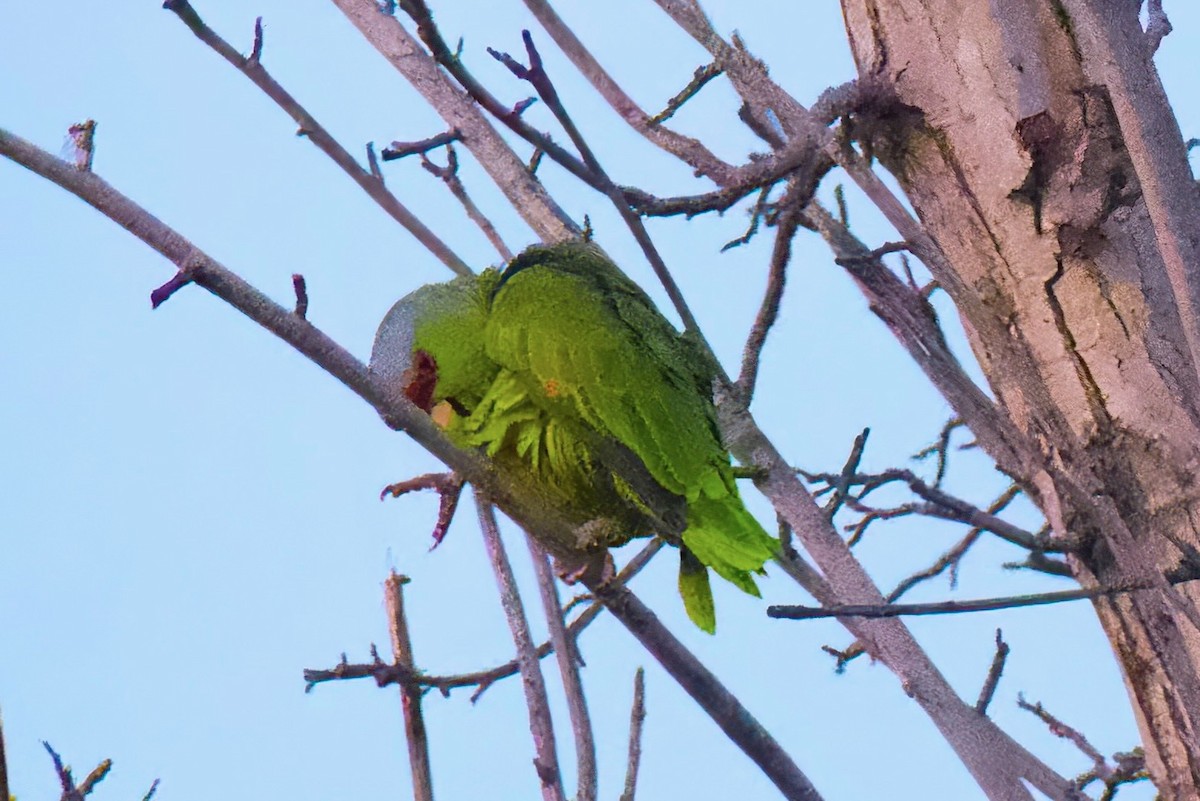 Amazona Guayabera - ML647277298
