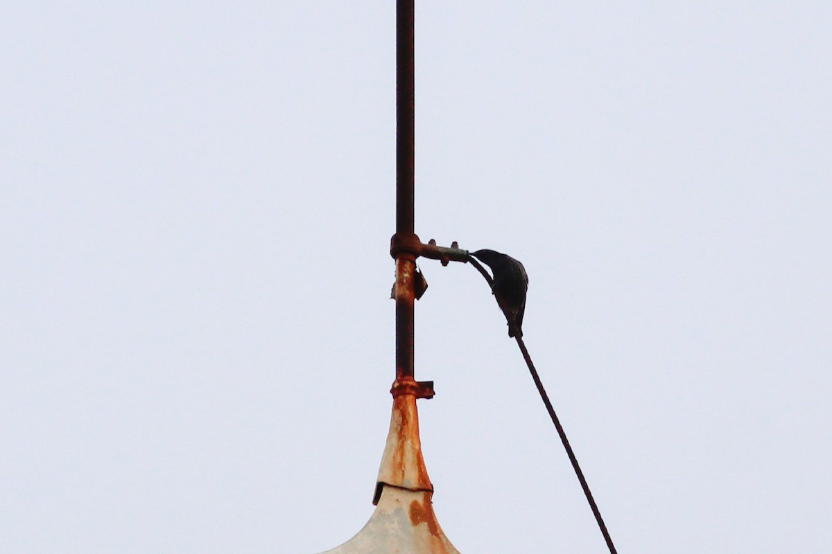 Étourneau unicolore - ML647277301