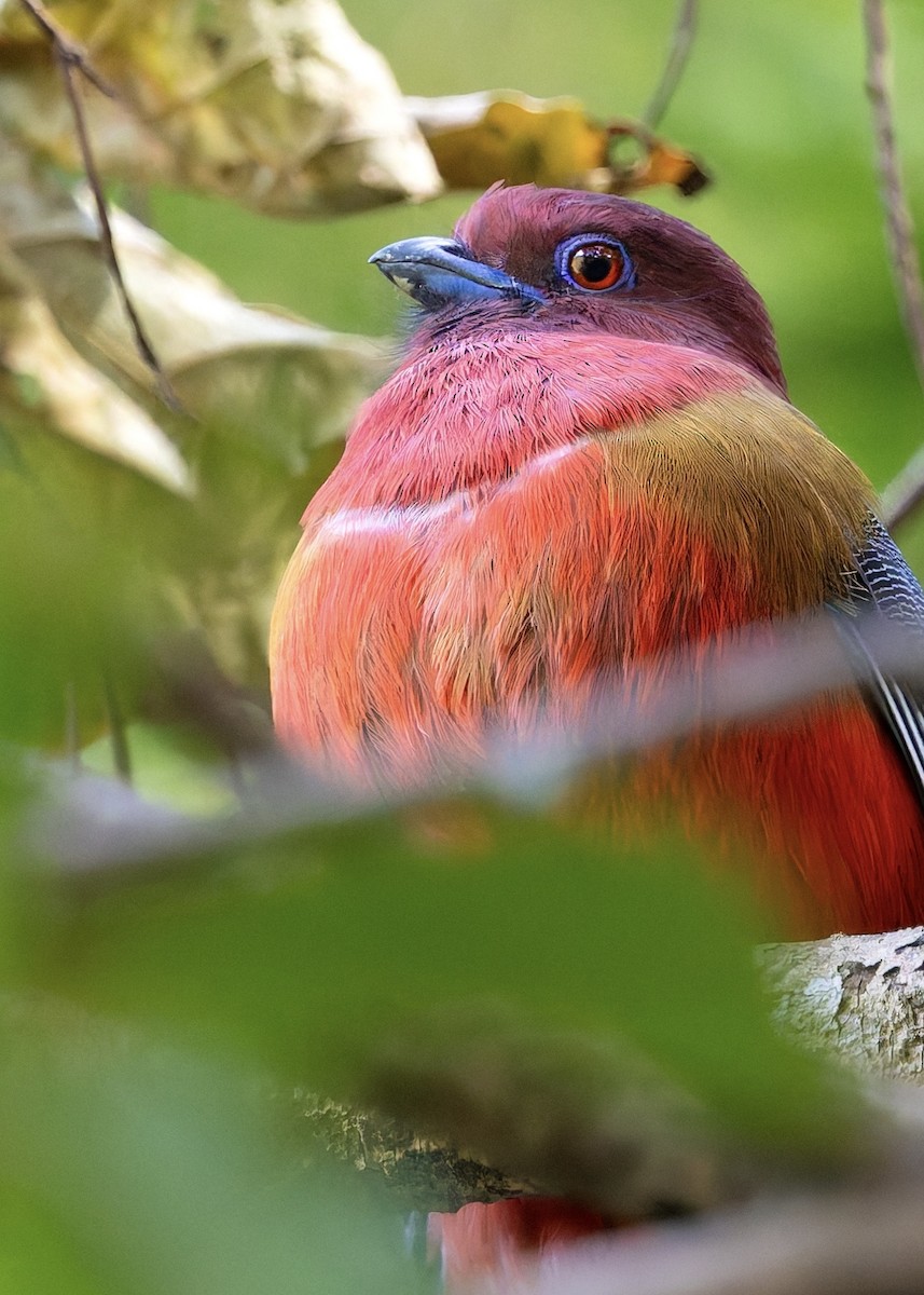 ズアカキヌバネドリ - ML647277302