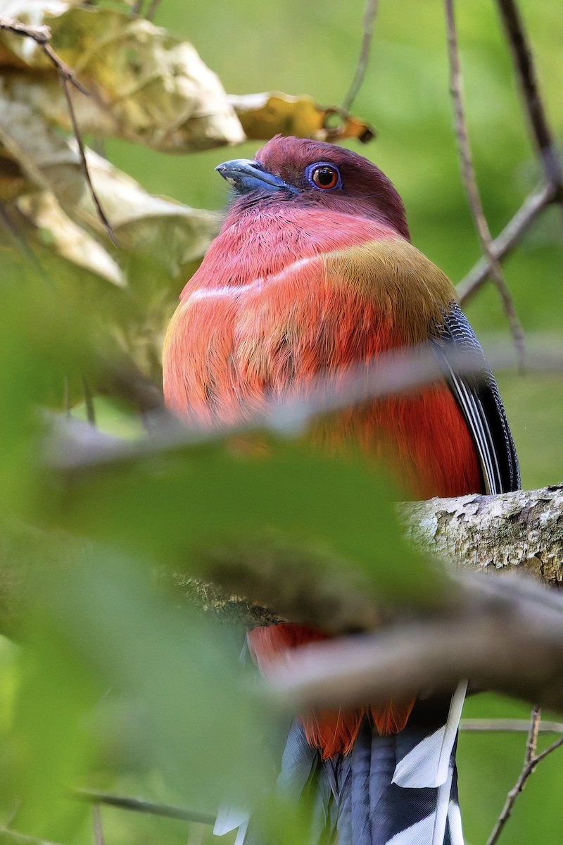 ズアカキヌバネドリ - ML647277303